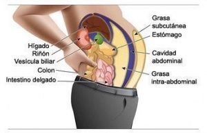grasa-visceral-grasa-abdominal