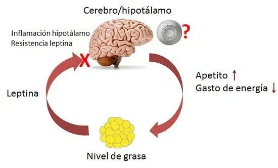 leptina y perdida de peso 